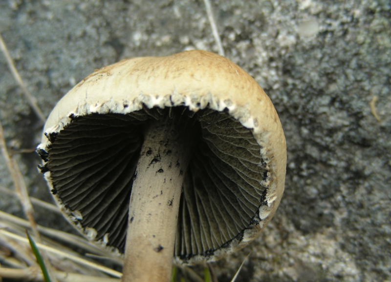 fimicolo da determinare (cfr. Panaeolus sphinctrinus)